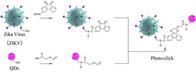 Visualization of Zika Virus Infection via a Light-Initiated Bio-Orthogonal Cycloaddition Labeling Strategy